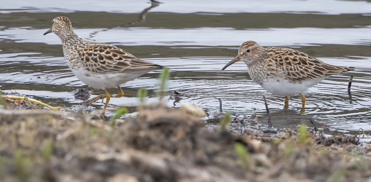 Pectoral Sandpiper - ML619209908