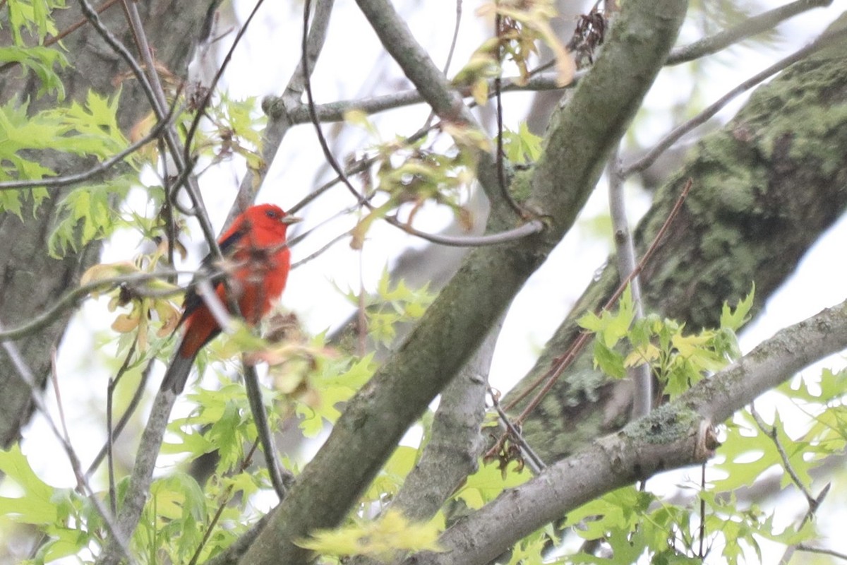Scarlet Tanager - ML619209910