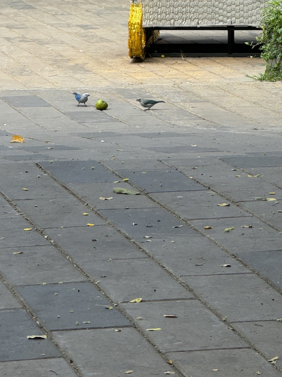 Blue-gray Tanager - Tess Branklin