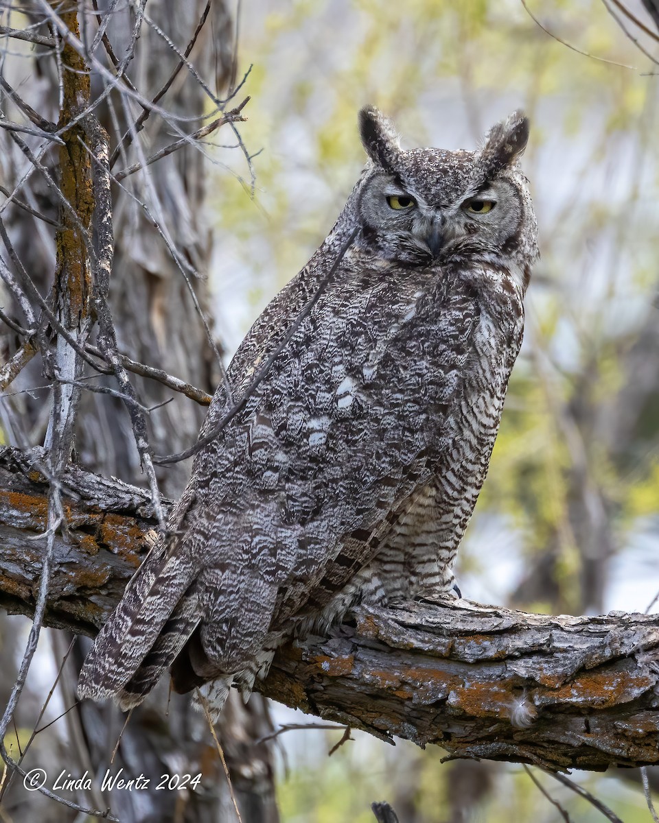 Great Horned Owl - ML619209916
