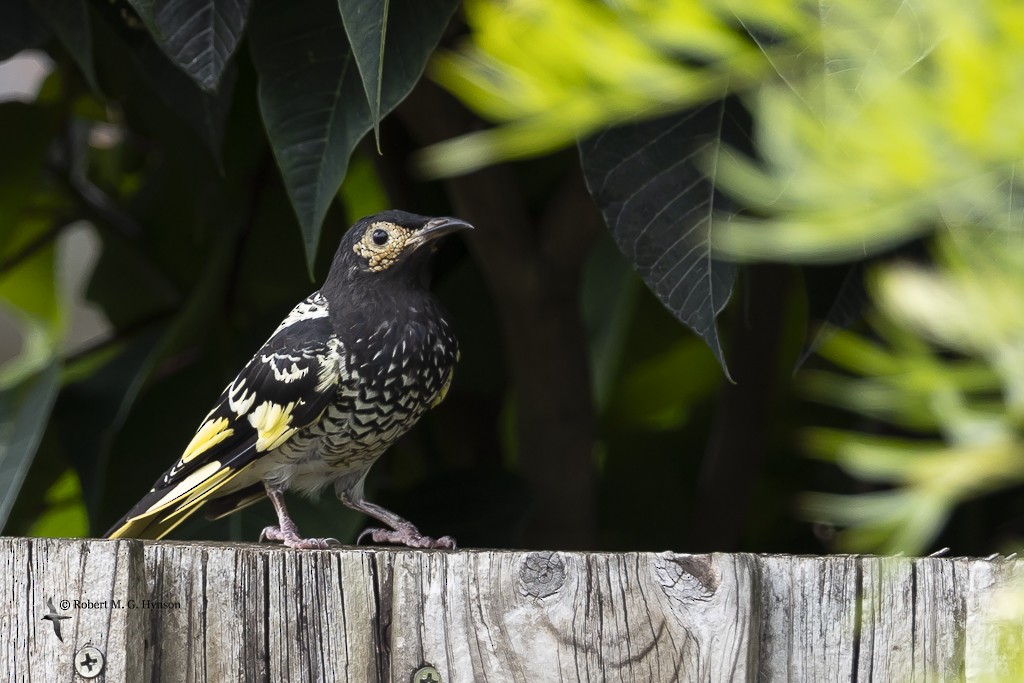 Regent Honeyeater - Robert Hynson