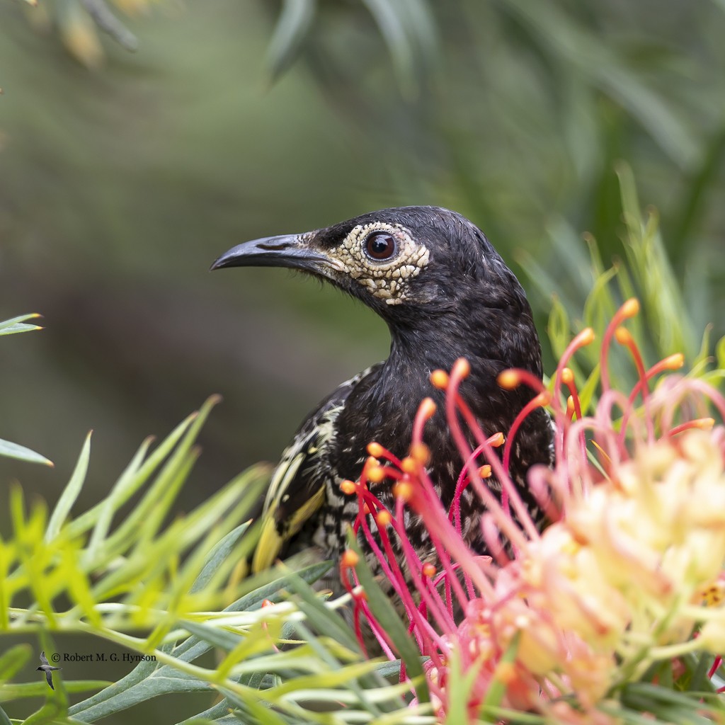 Regent Honeyeater - Robert Hynson