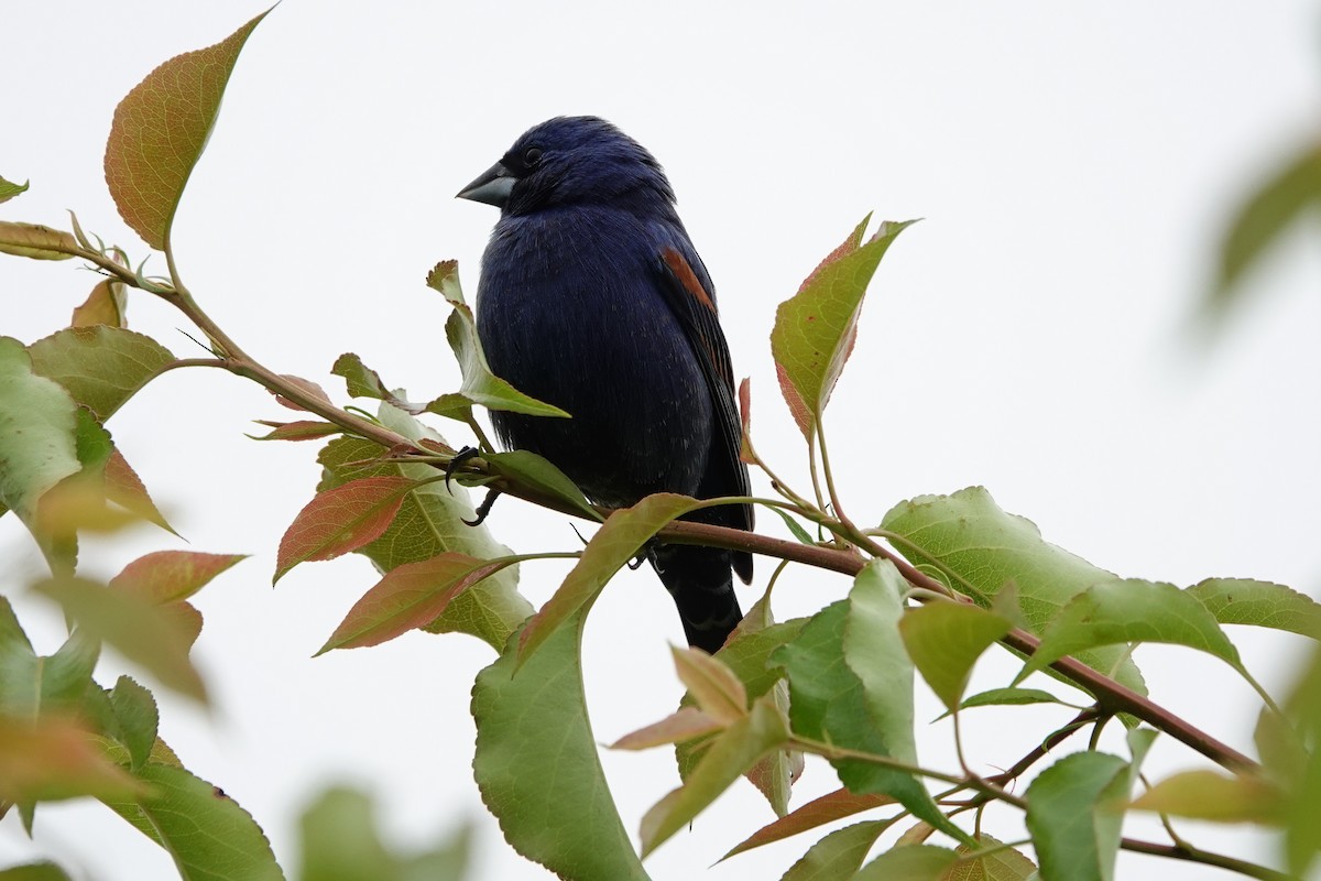 Blue Grosbeak - Mark Kamprath