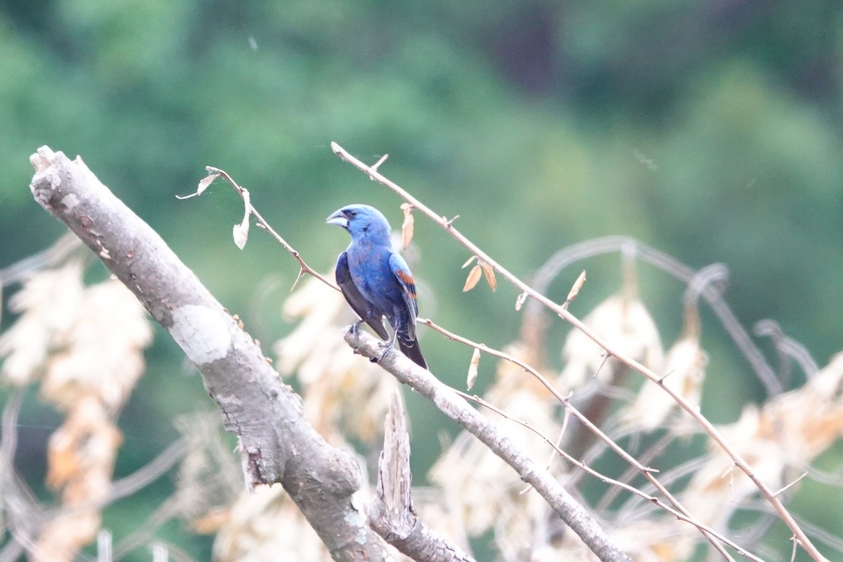 Blue Grosbeak - Mark Kamprath