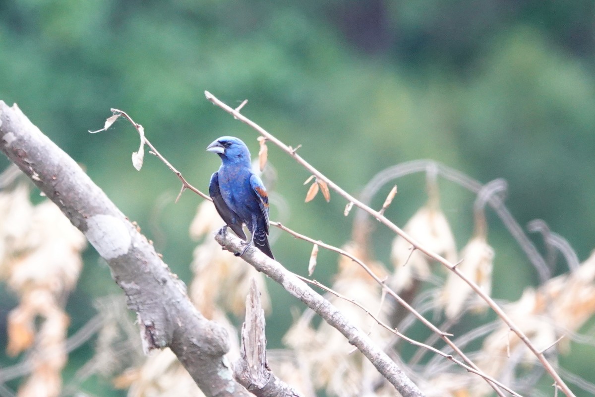 Blue Grosbeak - Mark Kamprath