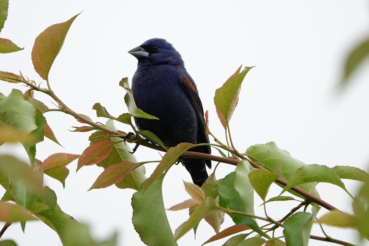 Blue Grosbeak - Mark Kamprath