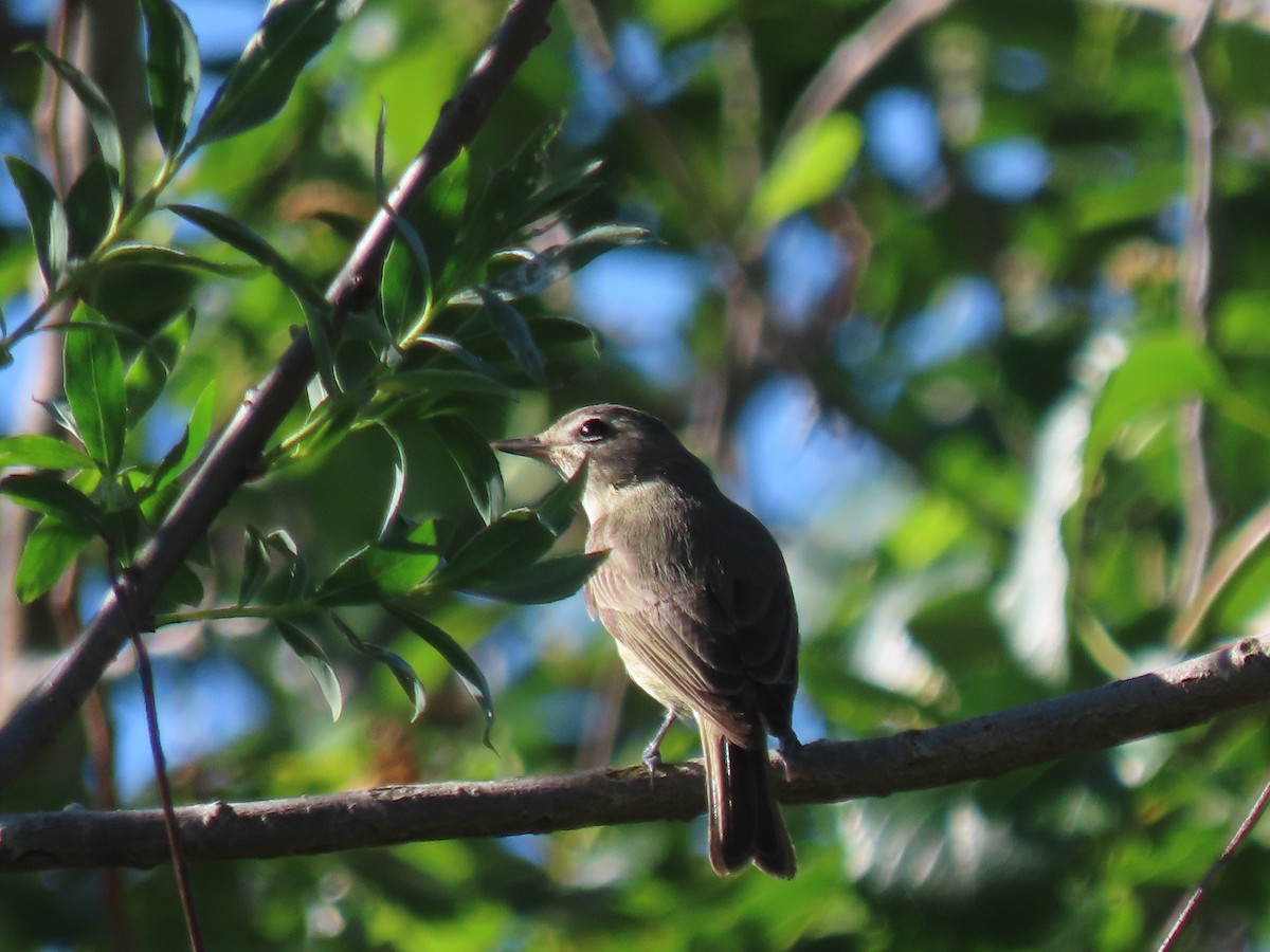 Warbling Vireo - Anne Tucker