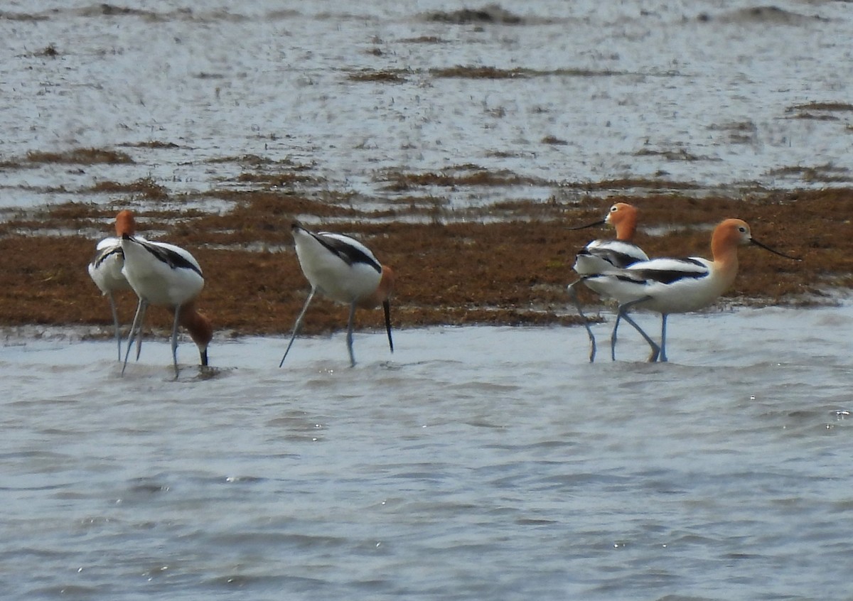 American Avocet - Rick Bennett