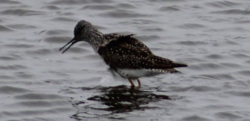 Lesser Yellowlegs - ML619209952