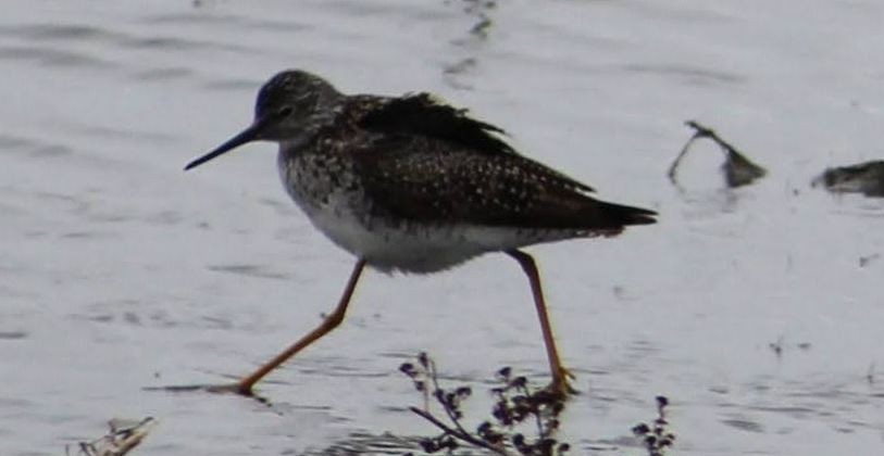 Lesser Yellowlegs - ML619209953