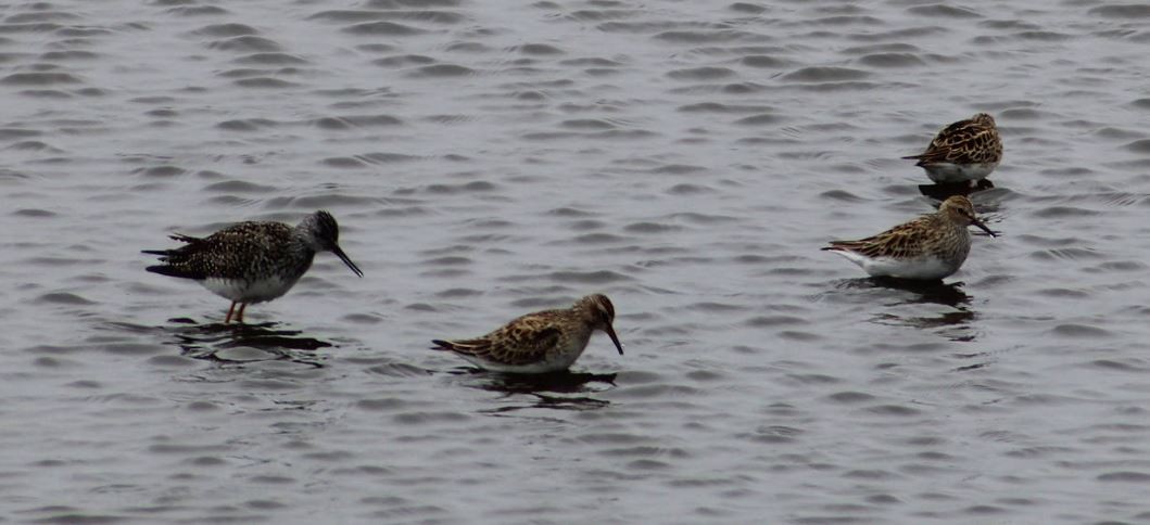 Pectoral Sandpiper - ML619209958