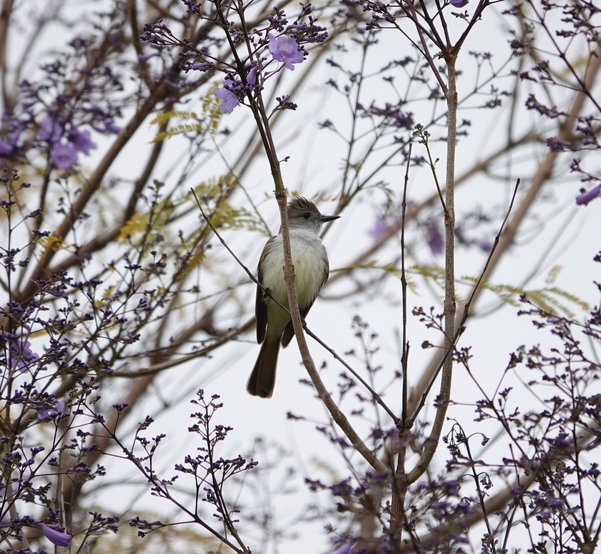 Ash-throated Flycatcher - ML619209976