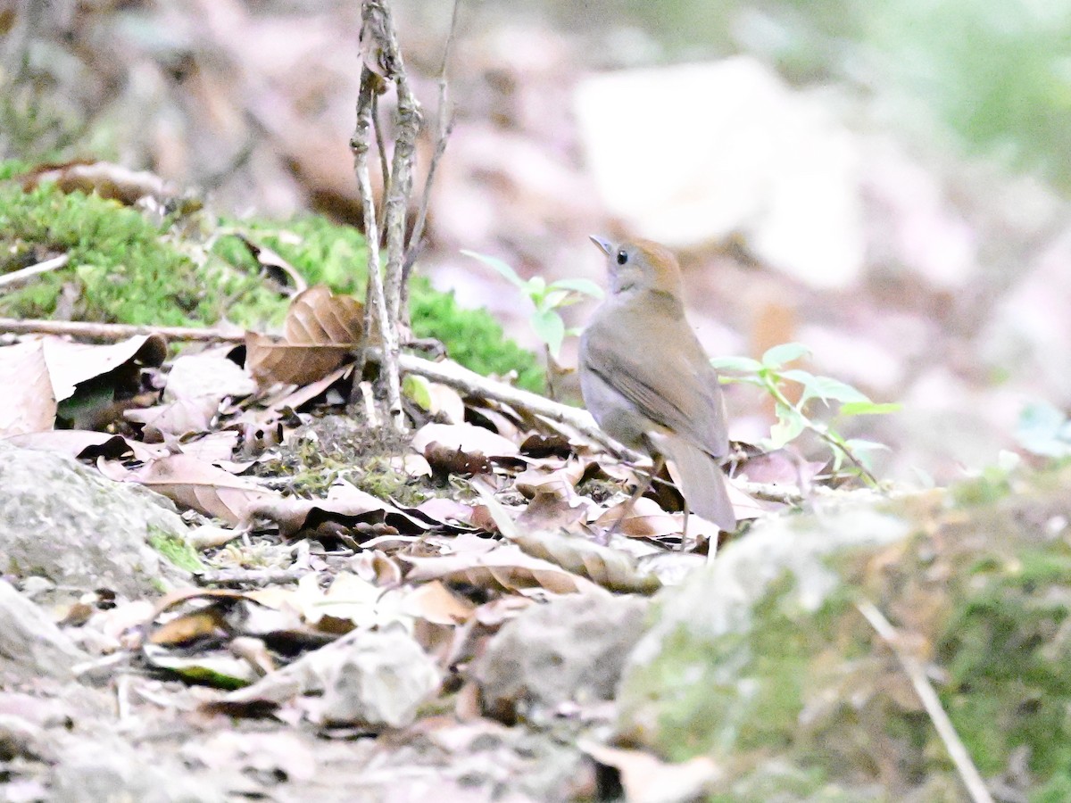 Black-billed Nightingale-Thrush - Vivian Fung