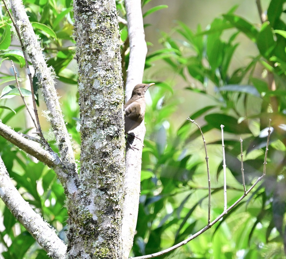 Clay-colored Thrush - Vivian Fung