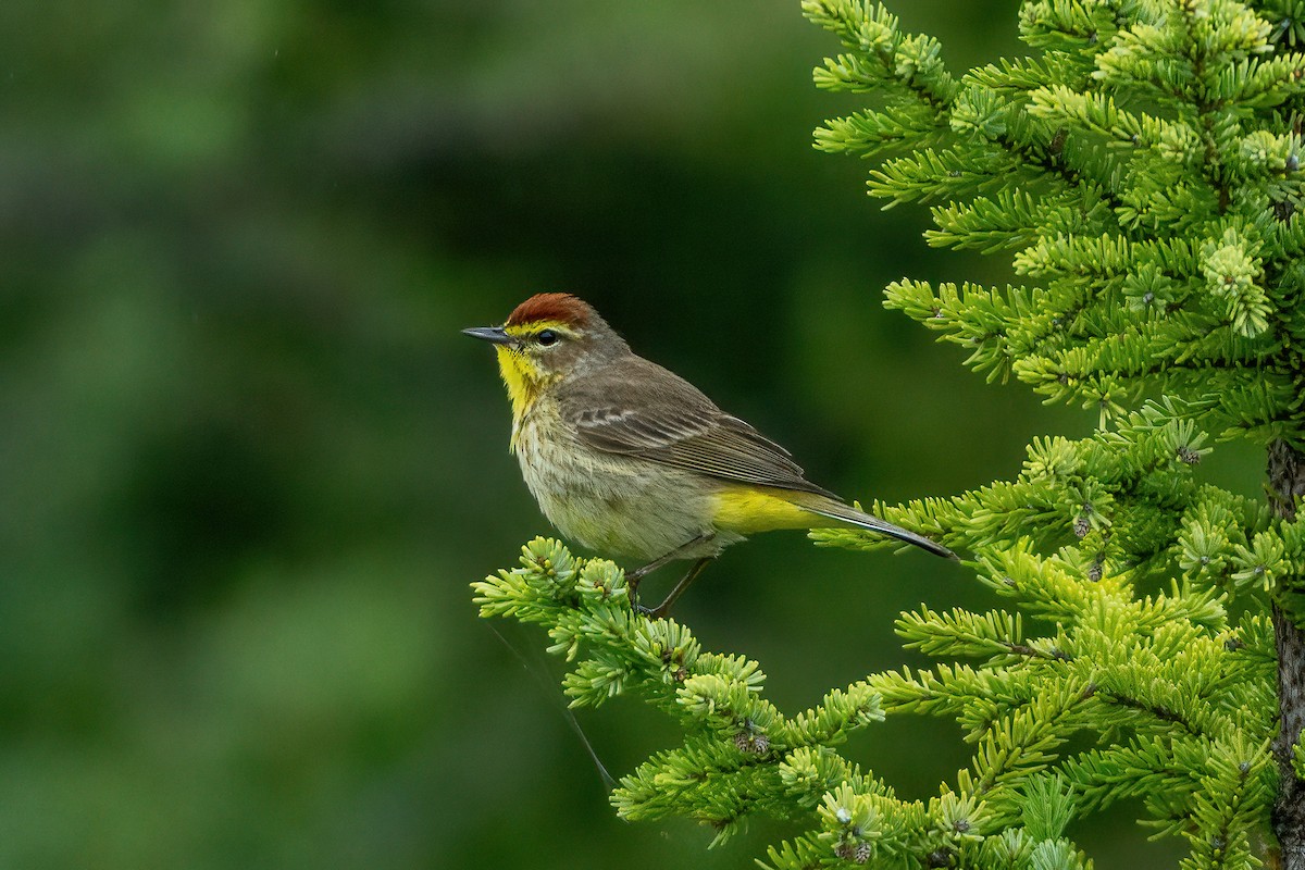 Palm Warbler - Anonymous