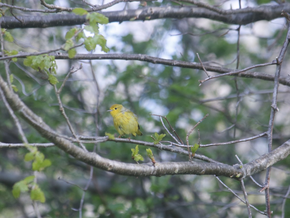 Yellow Warbler - John Loch