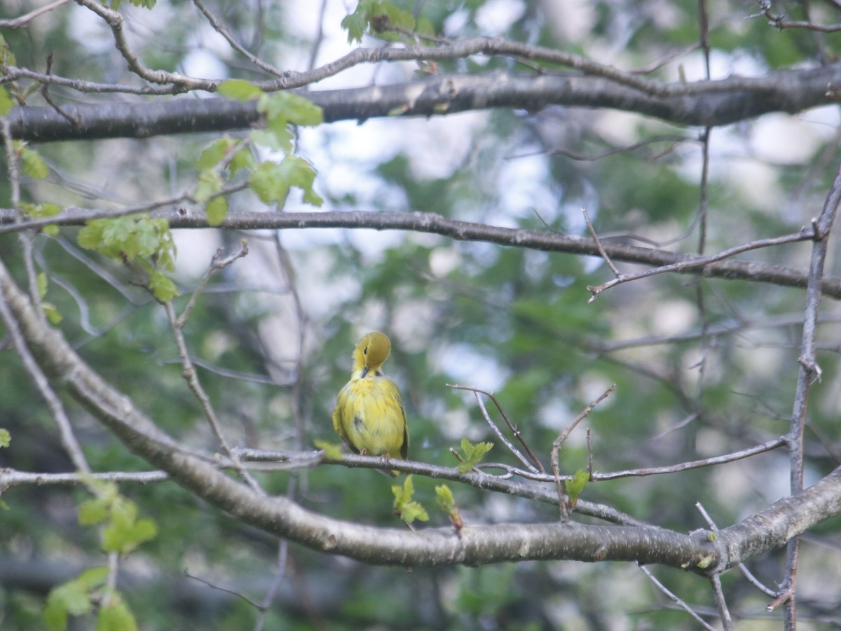 Yellow Warbler - John Loch