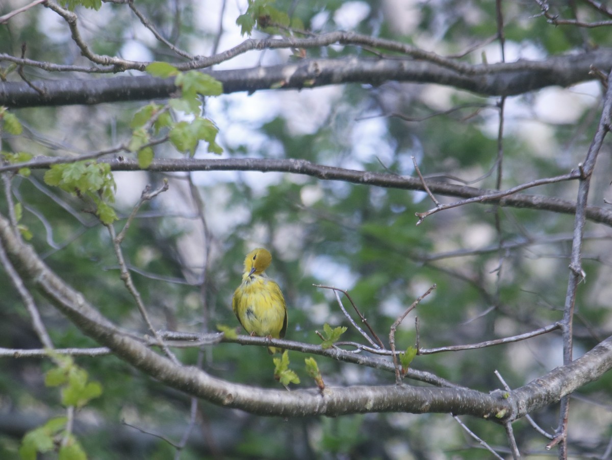 Yellow Warbler - John Loch