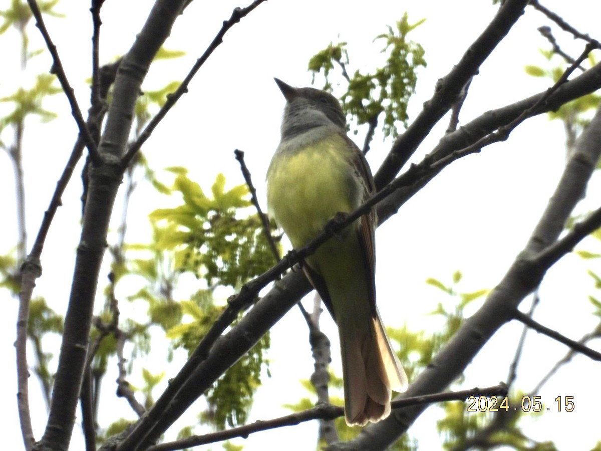 Great Crested Flycatcher - Lyne Pelletier