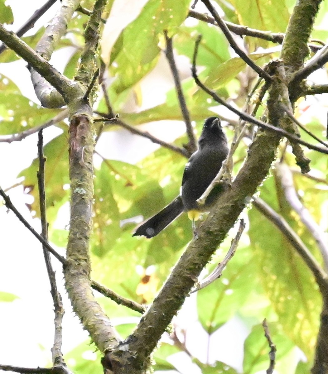 Yellow-thighed Brushfinch - Vivian Fung