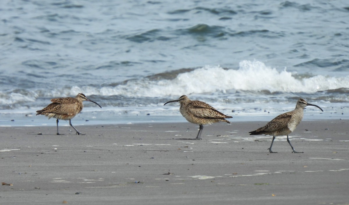 Whimbrel - Rick Bennett