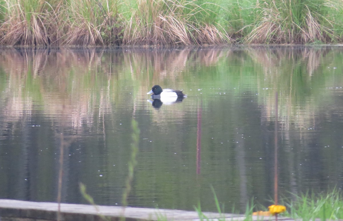 Greater Scaup - ML619210035