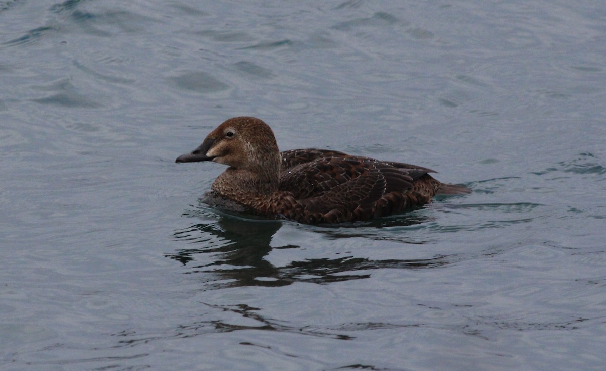 King Eider - Robert Johnson