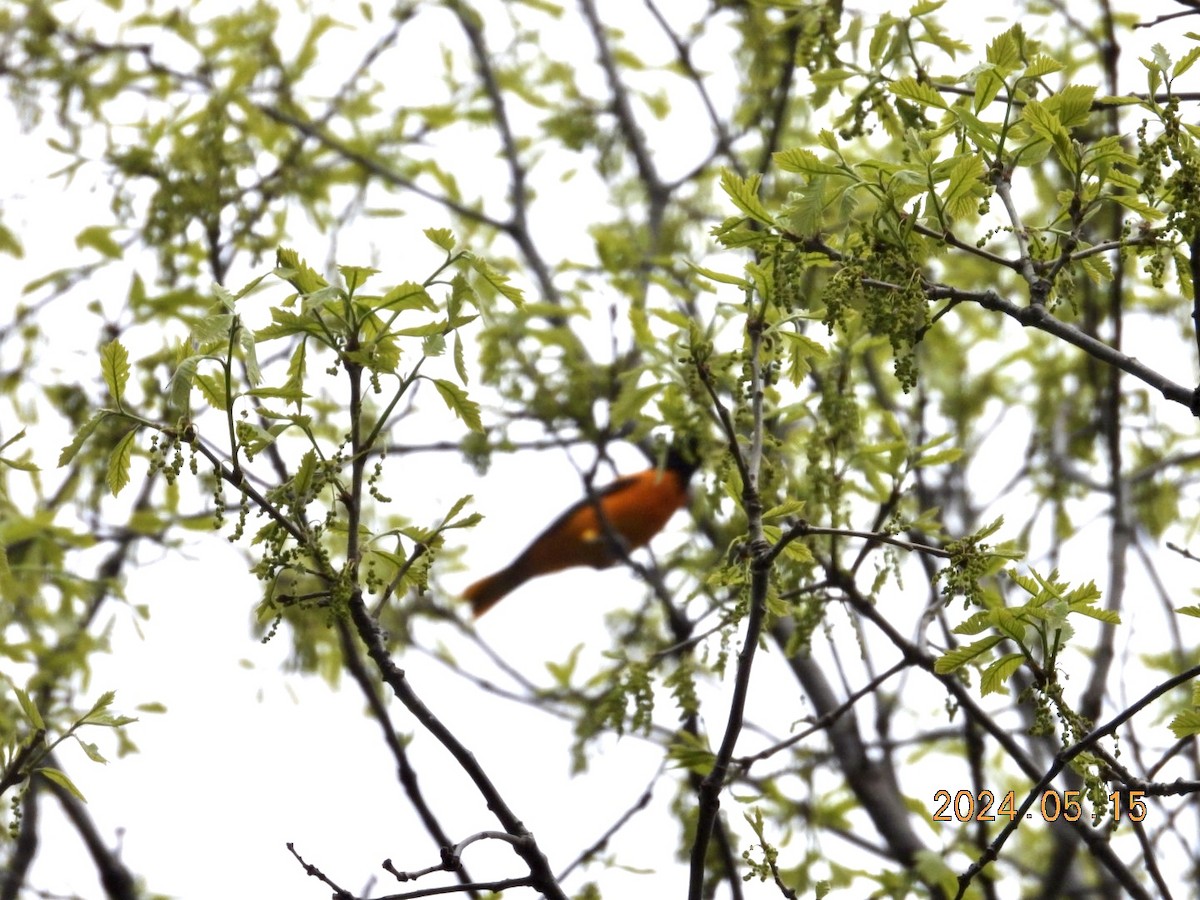 Baltimore Oriole - Lyne Pelletier