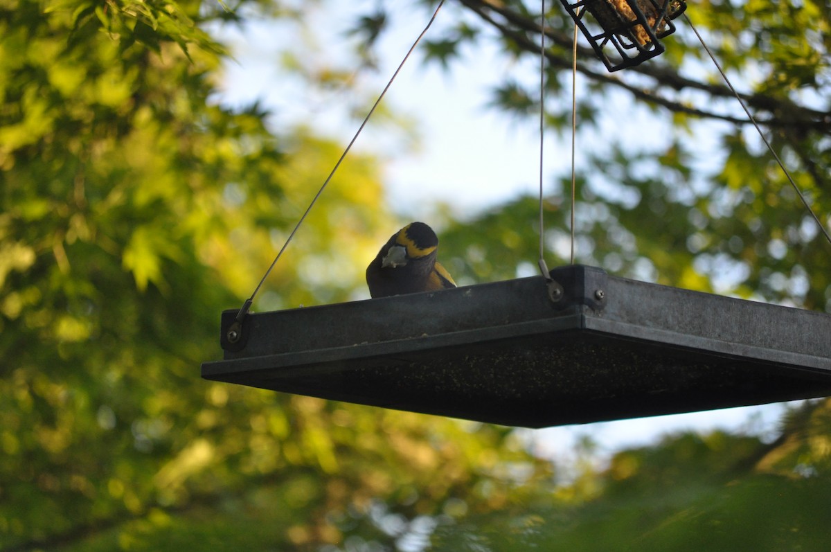 Evening Grosbeak - Samuel Rodgers