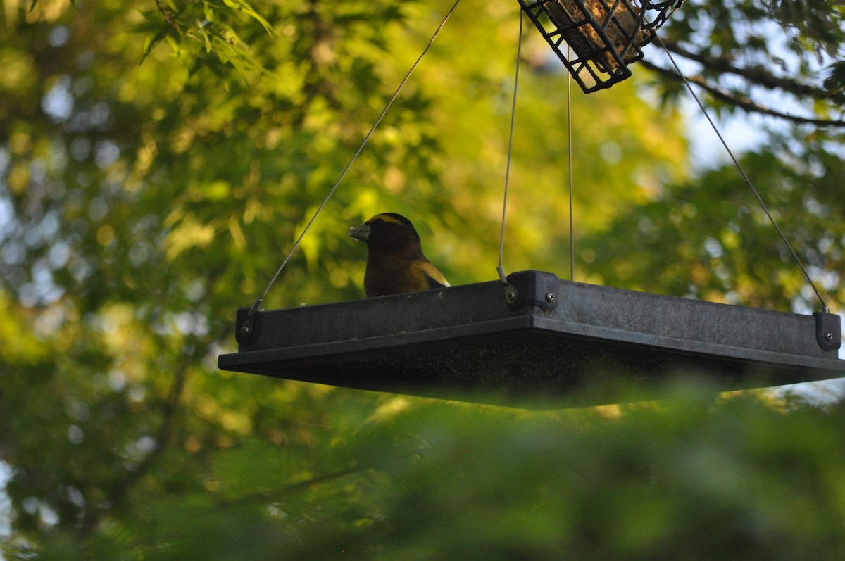 Evening Grosbeak - Samuel Rodgers