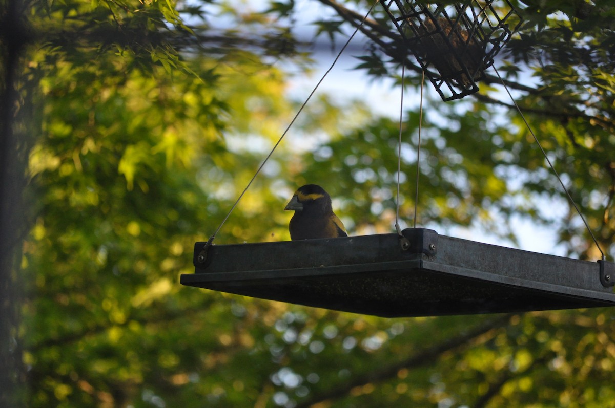 Evening Grosbeak - Samuel Rodgers