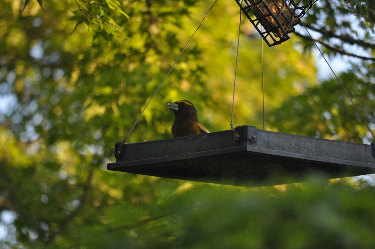 Evening Grosbeak - Samuel Rodgers