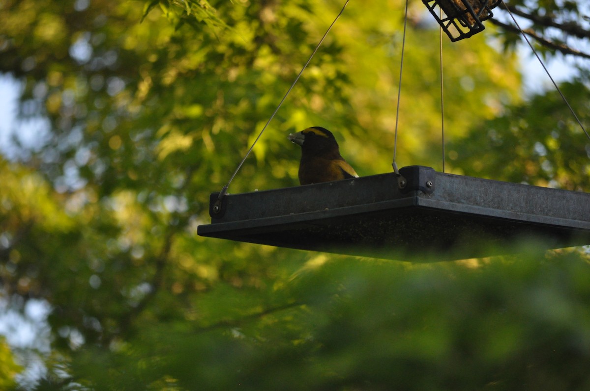 Evening Grosbeak - Samuel Rodgers