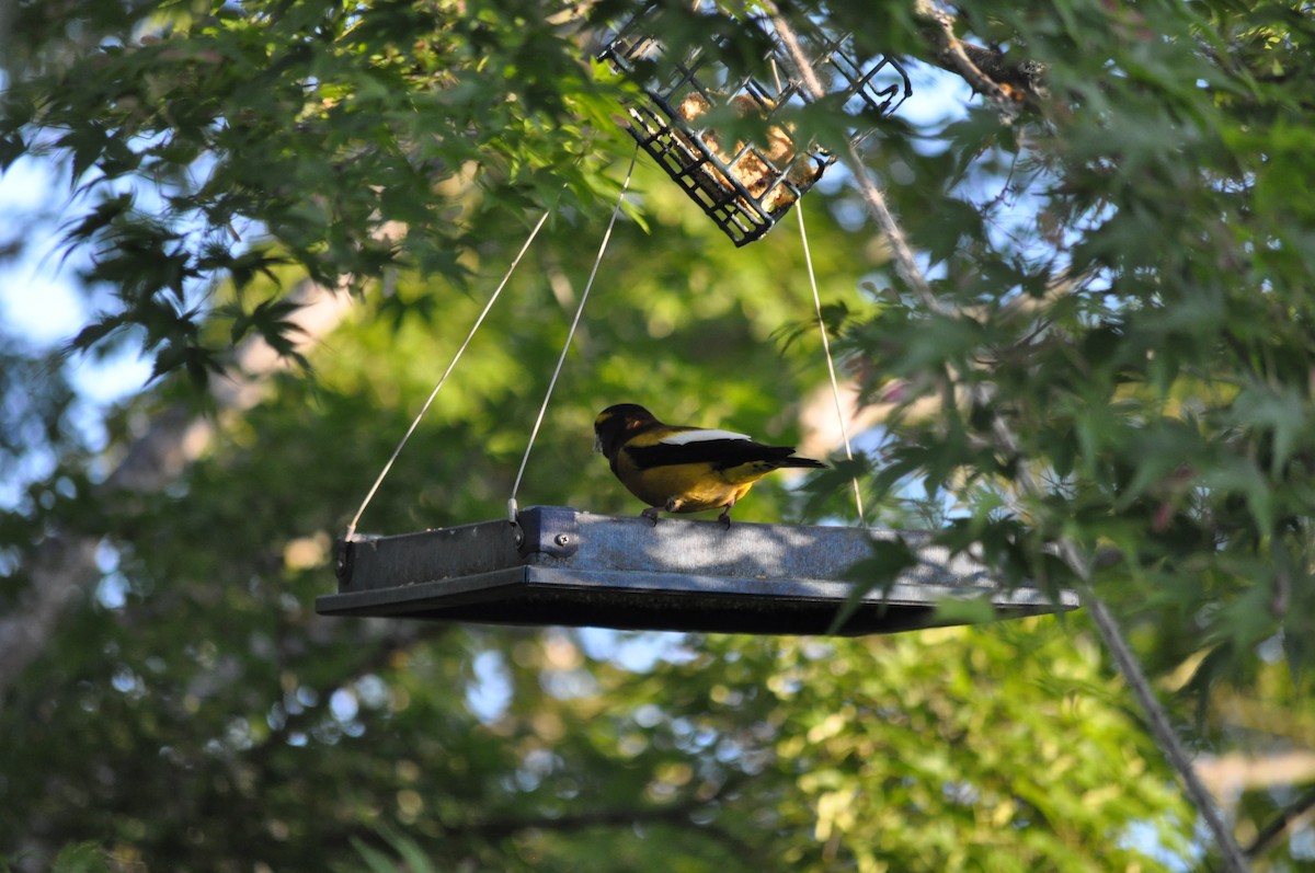 Evening Grosbeak - Samuel Rodgers