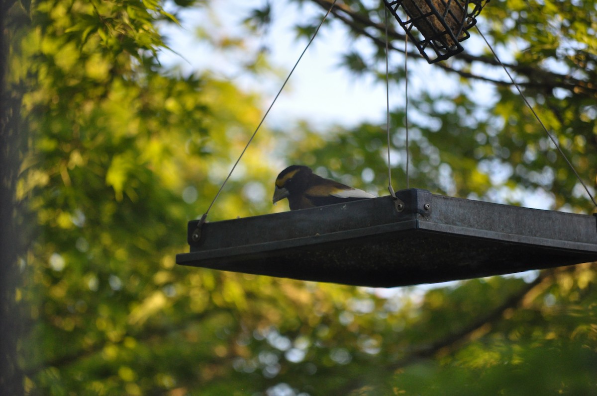 Evening Grosbeak - Samuel Rodgers