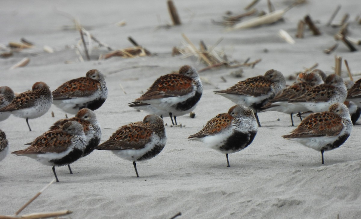 Dunlin - Rick Bennett