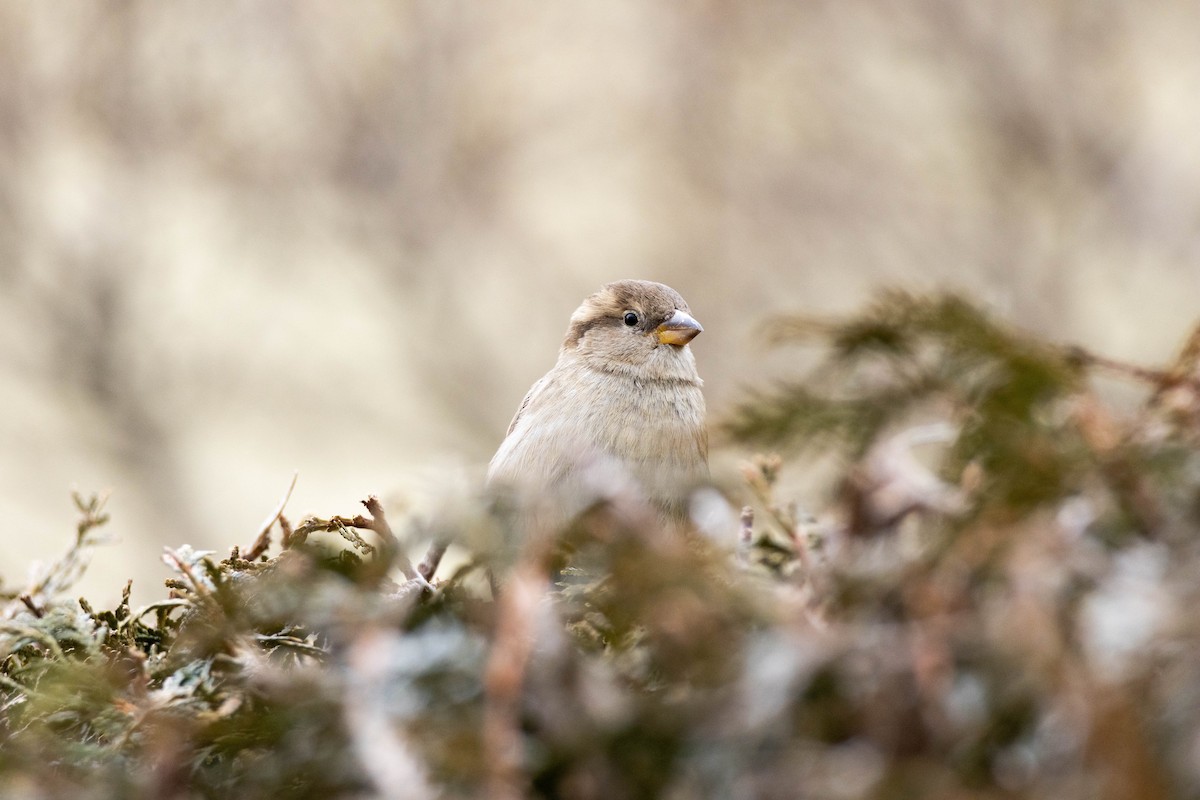 House Sparrow - Yifei Ma