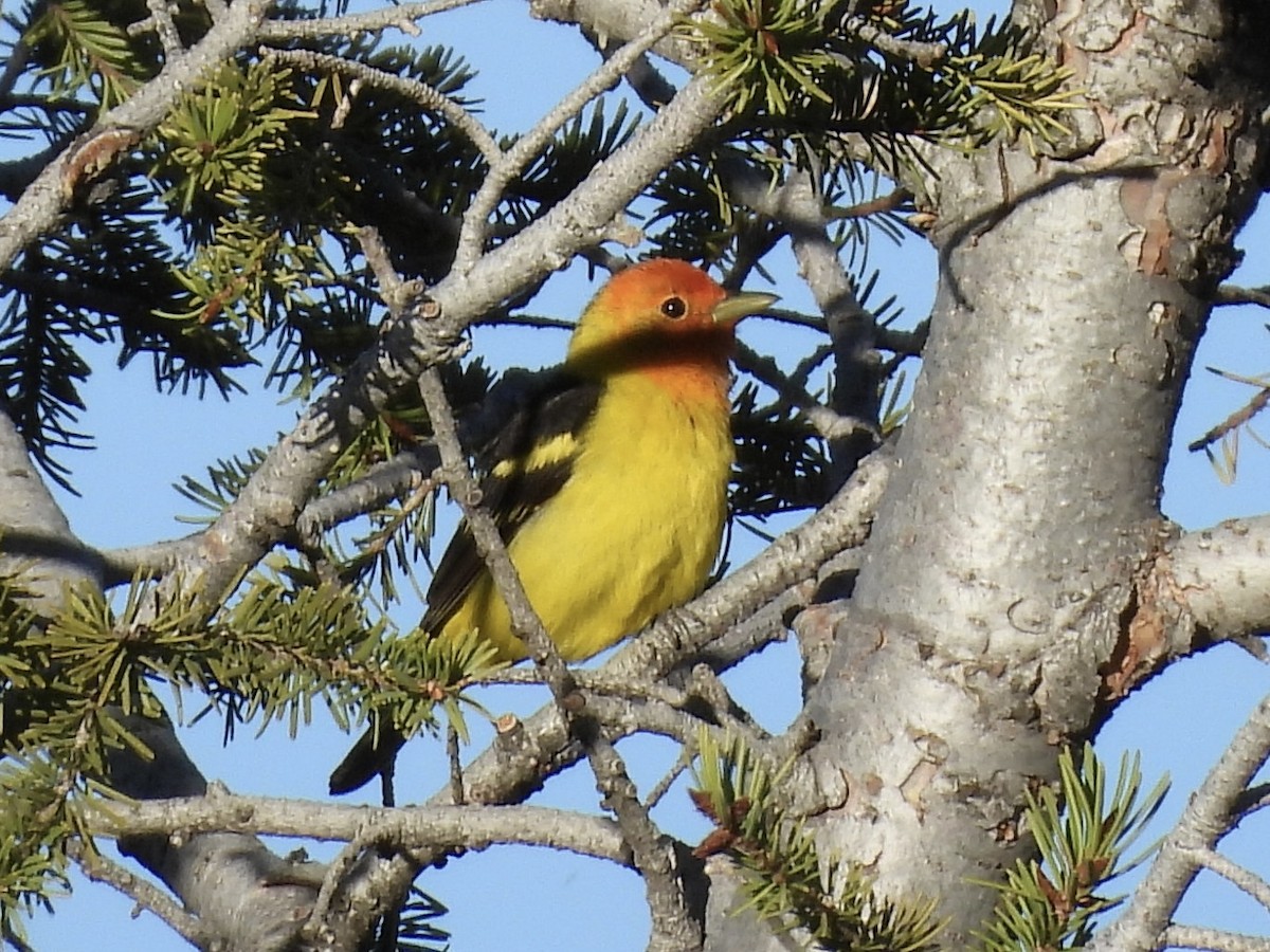 Western Tanager - ML619210090