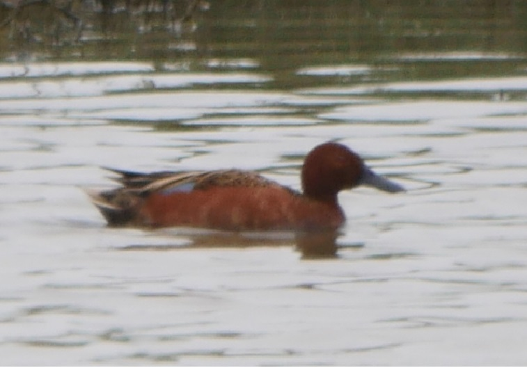 Cinnamon Teal - Walter Lamb