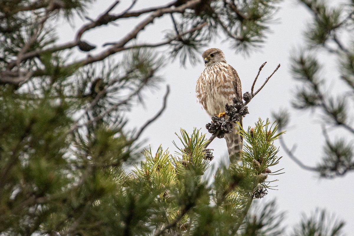 Merlin (Prairie) - ML619210100