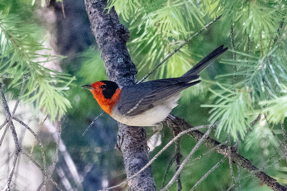 Red-faced Warbler - ML619210104