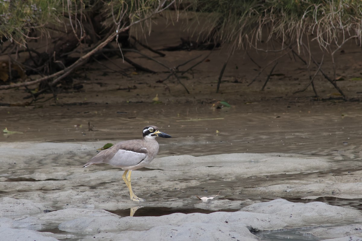 Beach Thick-knee - Shane Jasiak