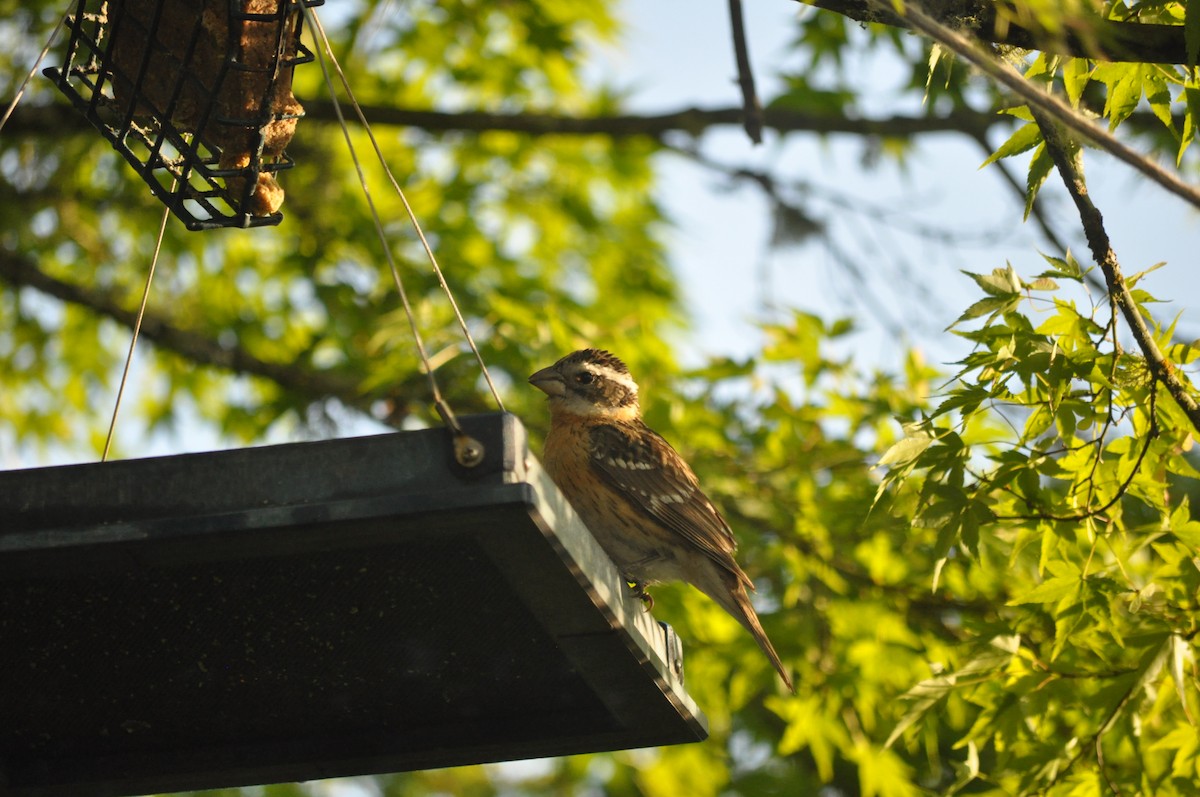 Black-headed Grosbeak - Samuel Rodgers