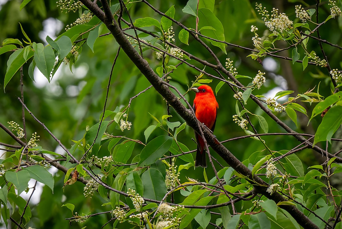 Scarlet Tanager - Mitchell Goldfarb