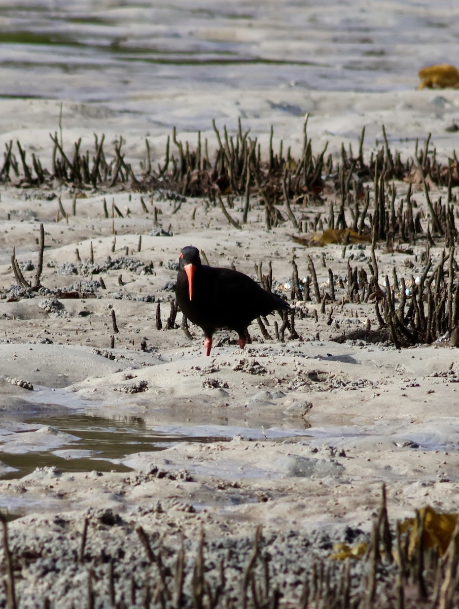 Sooty Oystercatcher - Shane Jasiak