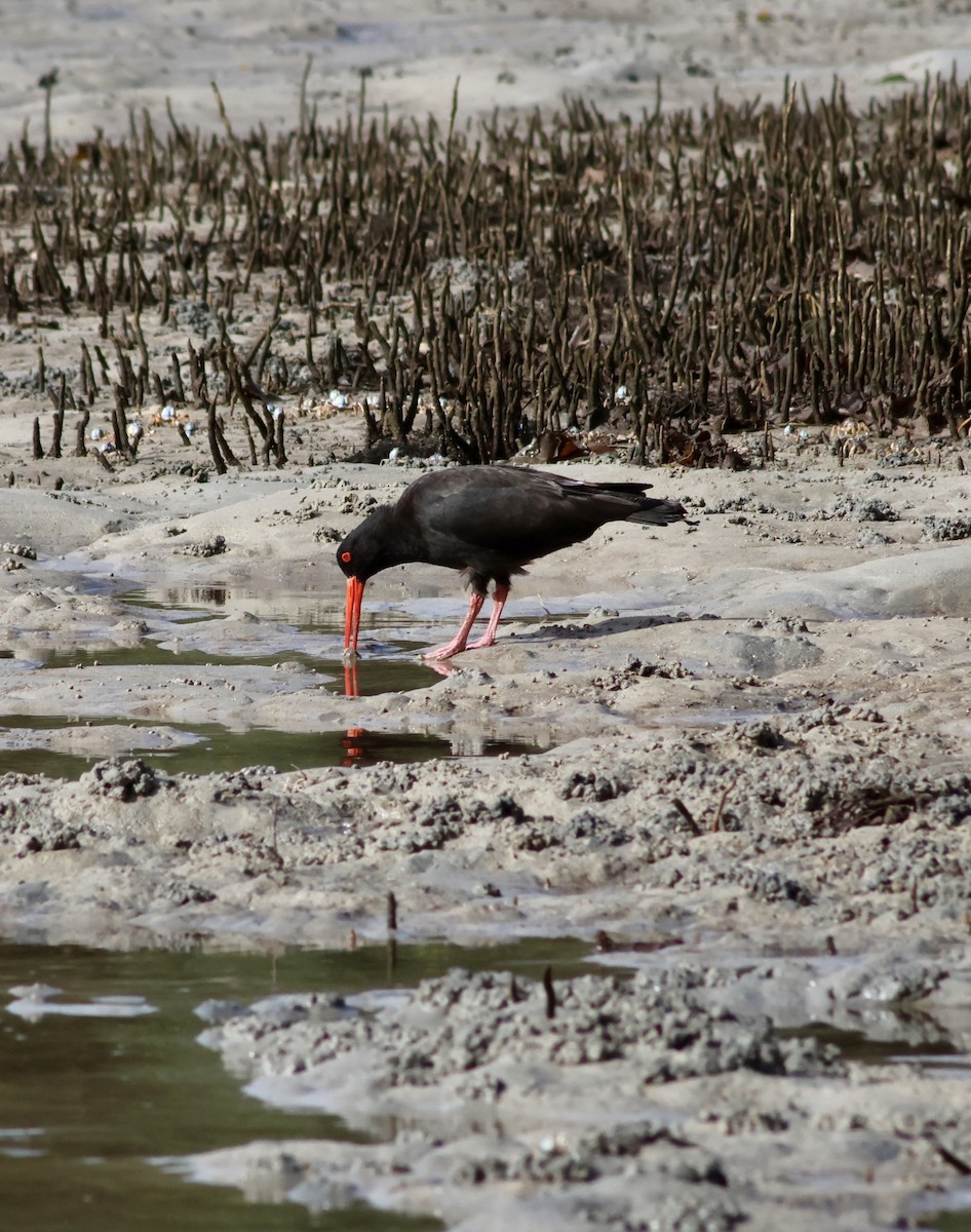 Sooty Oystercatcher - Shane Jasiak