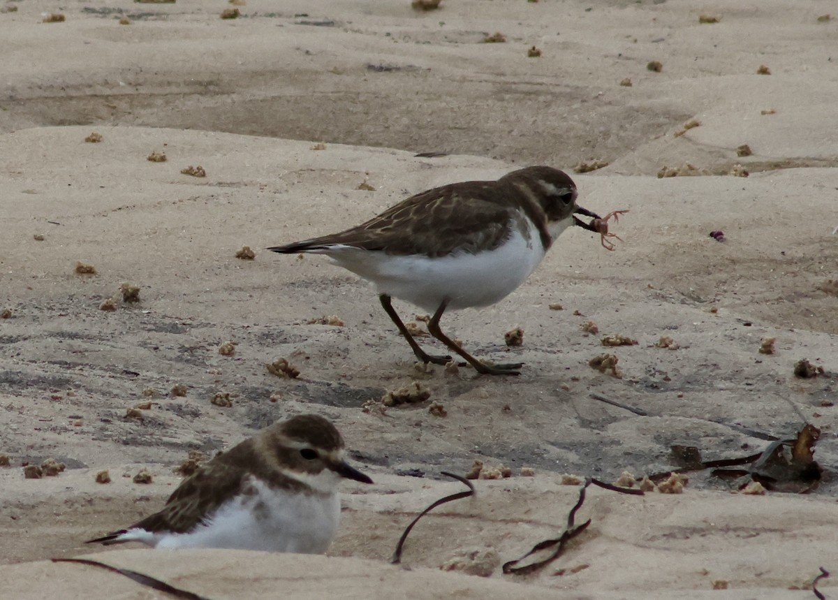 Double-banded Plover - Shane Jasiak