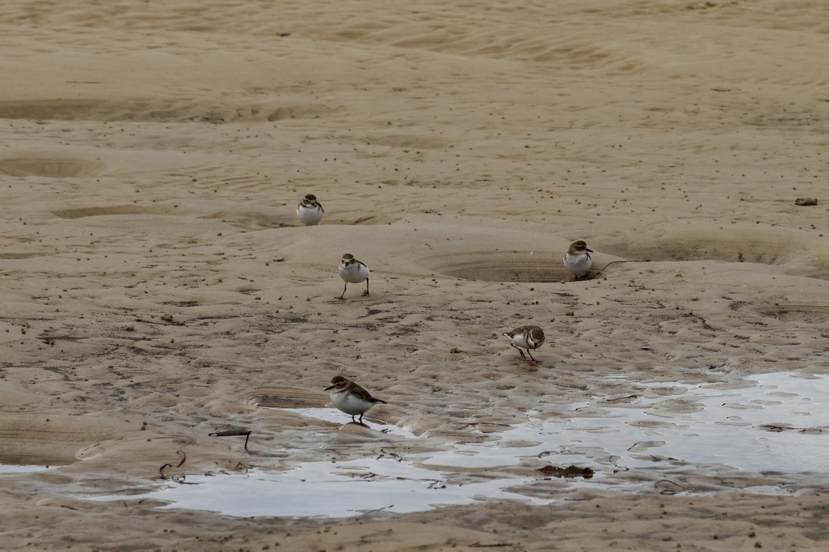 Double-banded Plover - Shane Jasiak