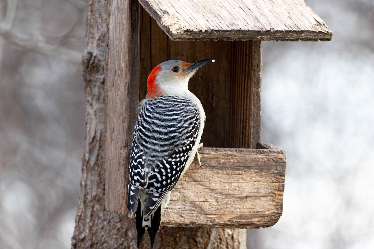 Red-bellied Woodpecker - Yifei Ma