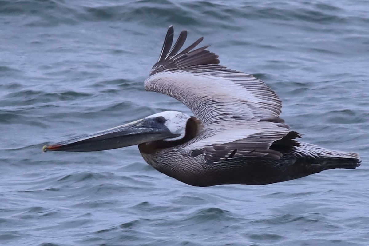 Brown Pelican - Grace Thornton